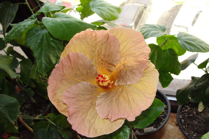 hibiscus Topaz Glory