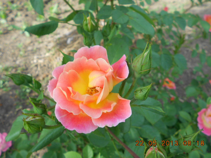 DSCN7955