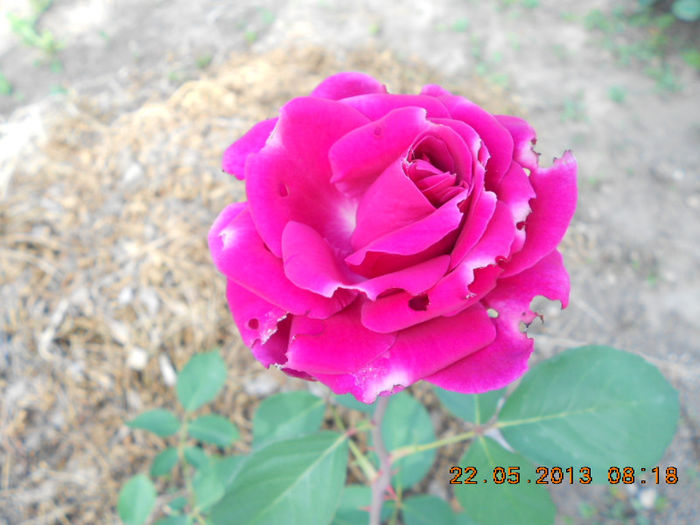 DSCN7957