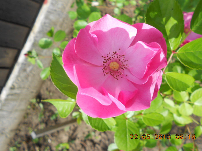 DSCN7959