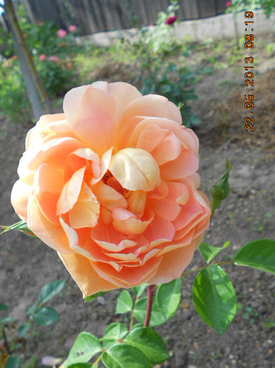 DSCN7963
