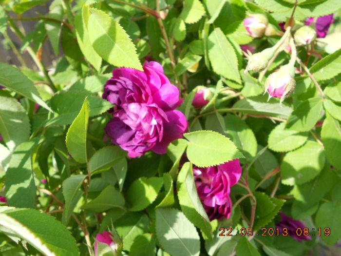 DSCN7967