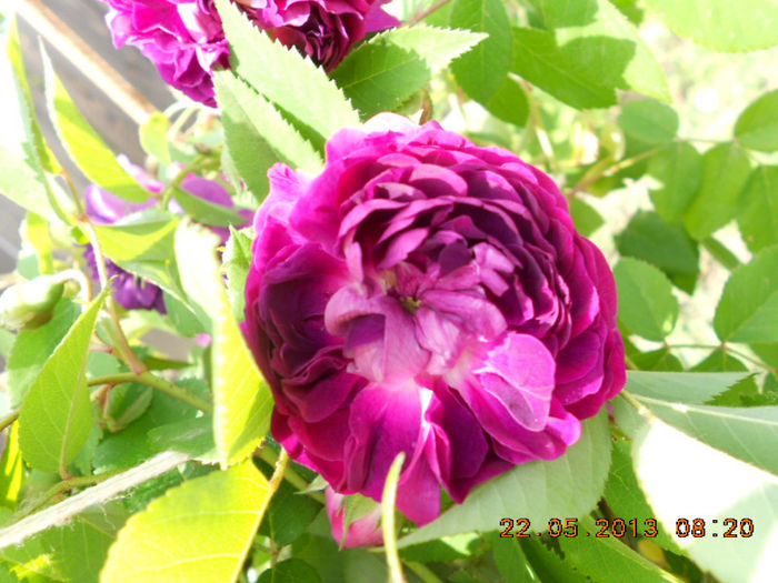 DSCN7968