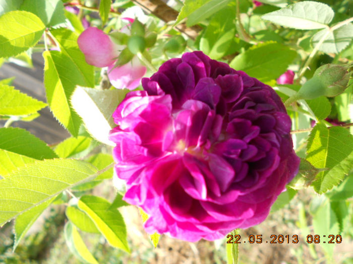 DSCN7969