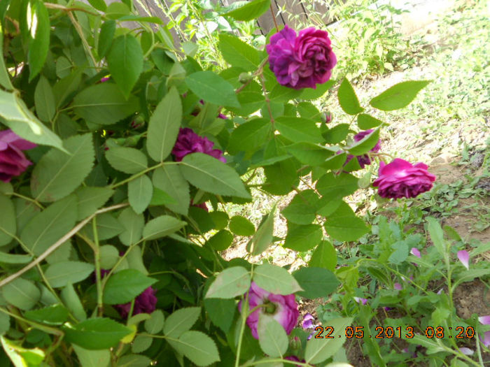 DSCN7970