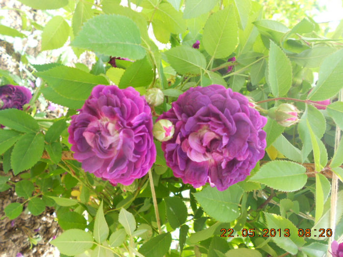 DSCN7972