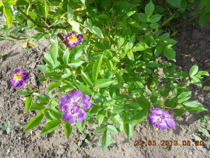 DSCN7973