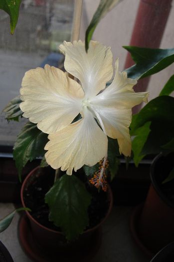  - Hibiscus-1