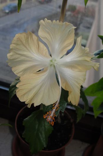  - Hibiscus-1