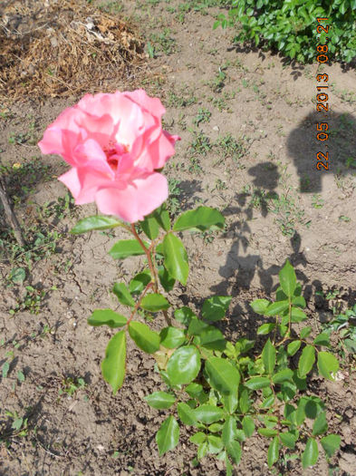 DSCN7979