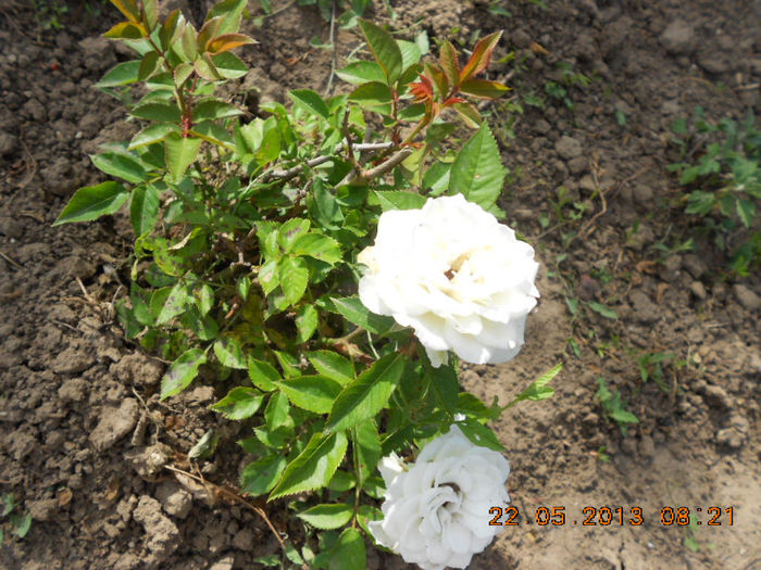 DSCN7980