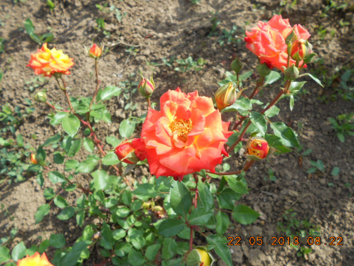 DSCN7985