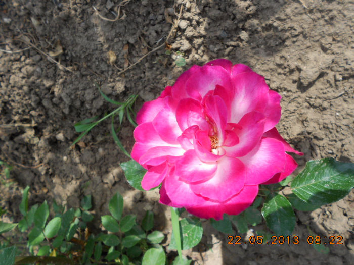 DSCN7986