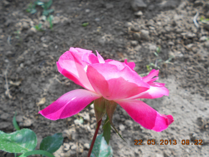 DSCN7987