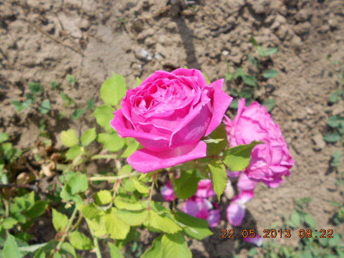 DSCN7988