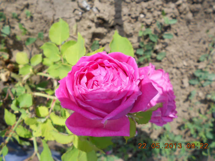 DSCN7989