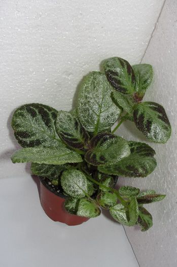  - Episcia Jim_s