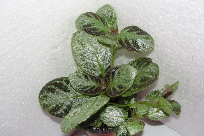  - Episcia Jim_s