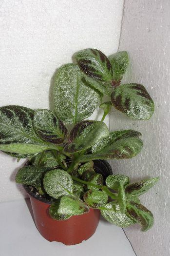  - Episcia Jim_s