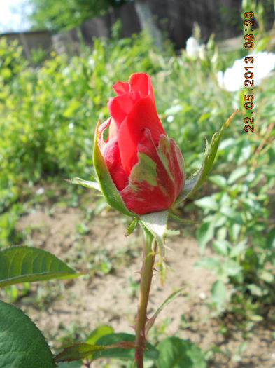 DSCN7994
