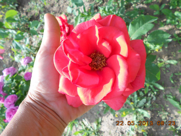 DSCN7995