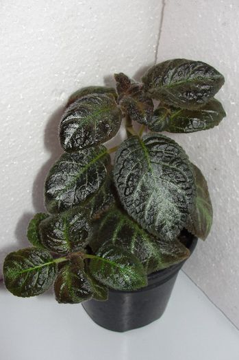 Olive Oyl - Episcia O