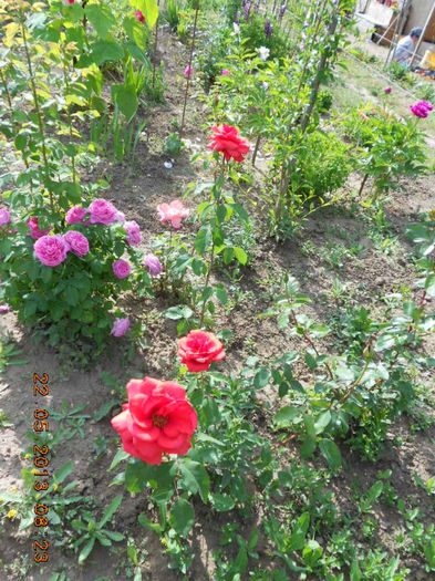 DSCN7996
