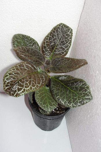 Jims Red Wine - Episcia Jim_s
