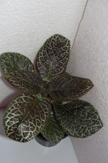  - Episcia Jim_s