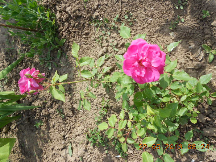 DSCN8003