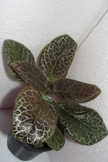  - Episcia Jim_s