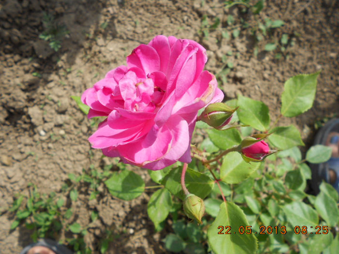 DSCN8004