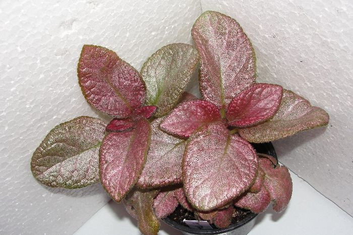 Strauberry Mist - Episcia S