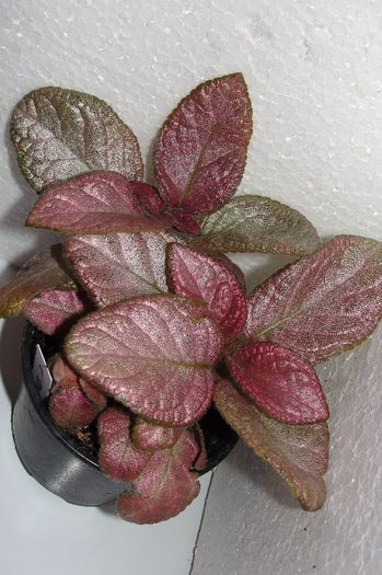  - Episcia S