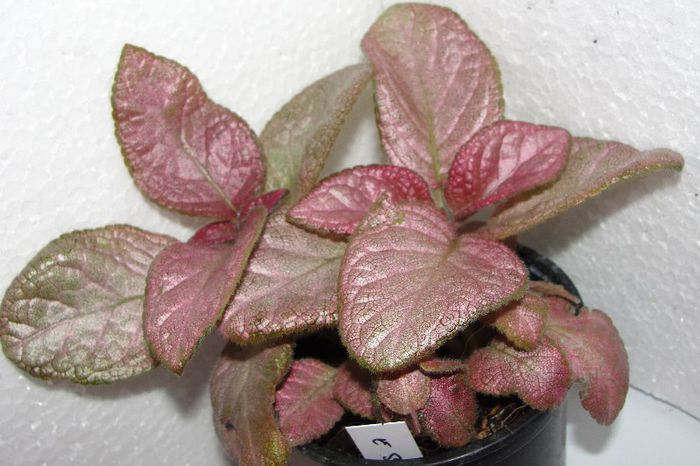  - Episcia S