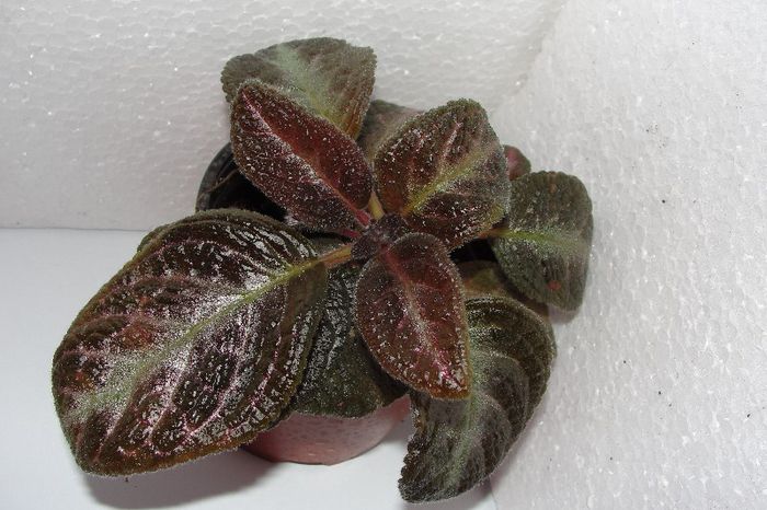 Raspberry Blush - Episcia R