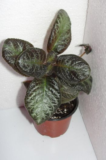 DSC09650 - Episcia Jim_s