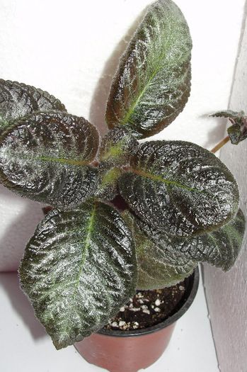  - Episcia Jim_s