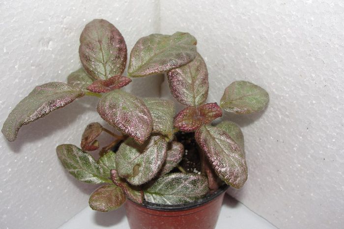 Jims Dancing Doll - Episcia Jim_s