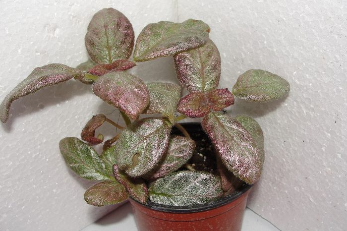  - Episcia Jim_s