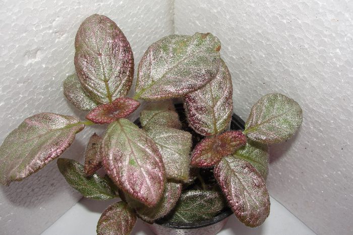  - Episcia Jim_s