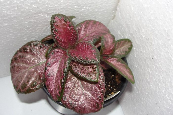 Temptation - Episcia T