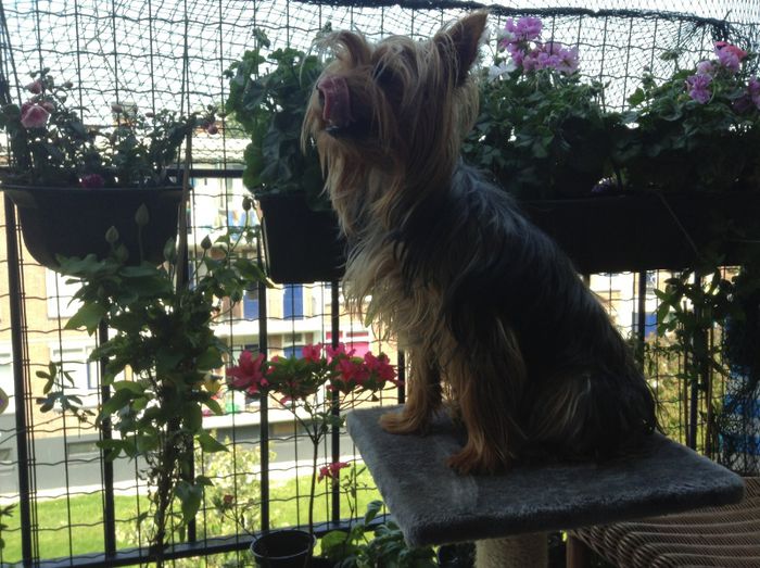 ..., mamai, mami ce gatesti? - Animalute fericite