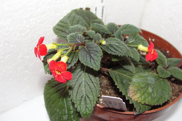  - Alte gesneriaceae