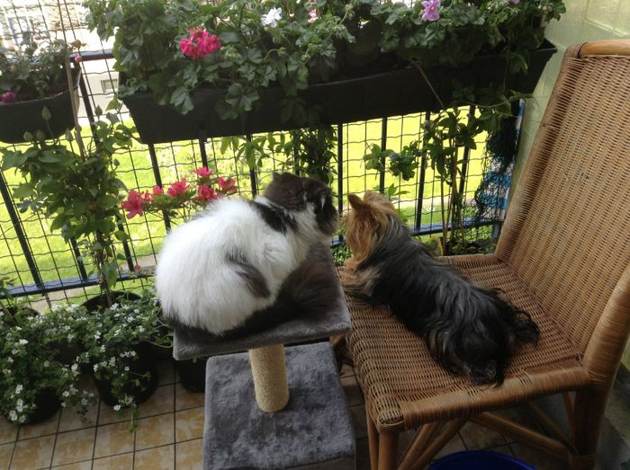 image - Animalute fericite