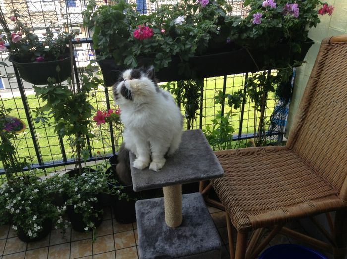 Strauss se uita dupa pasarici :)) - Animalute fericite