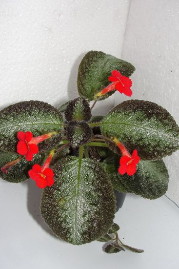 Country Cowboy - Episcia C