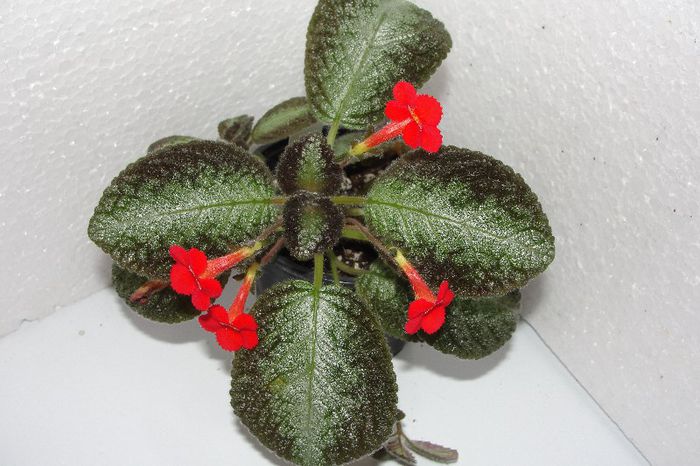  - Episcia C