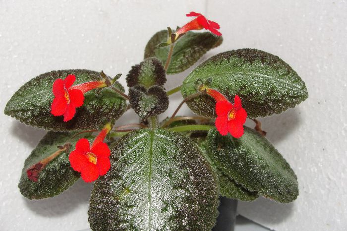  - Episcia C