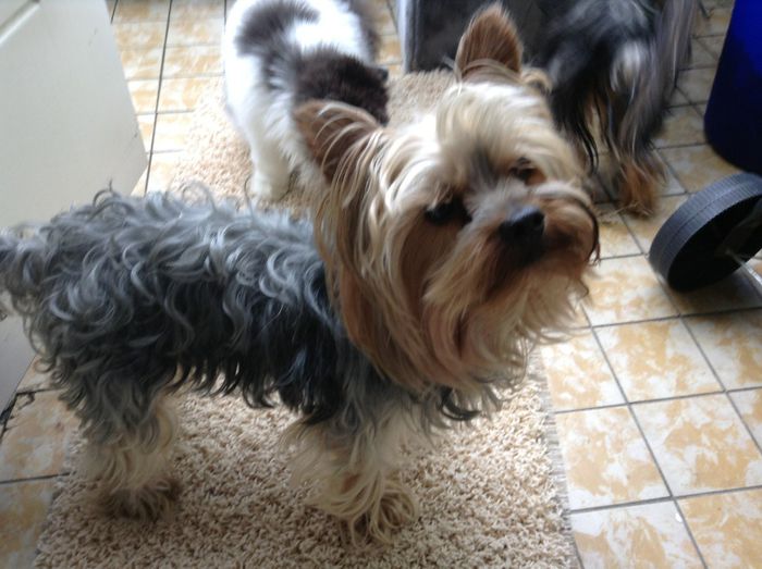 Brutus - Animalute fericite